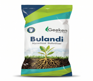 BULANDI